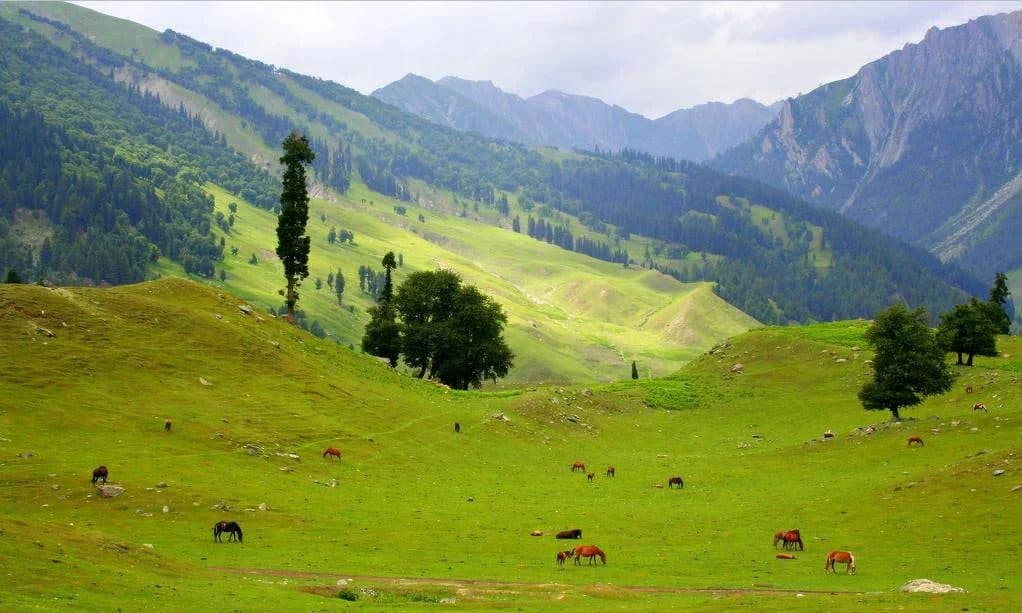 Sonamarg Meadow of Gold