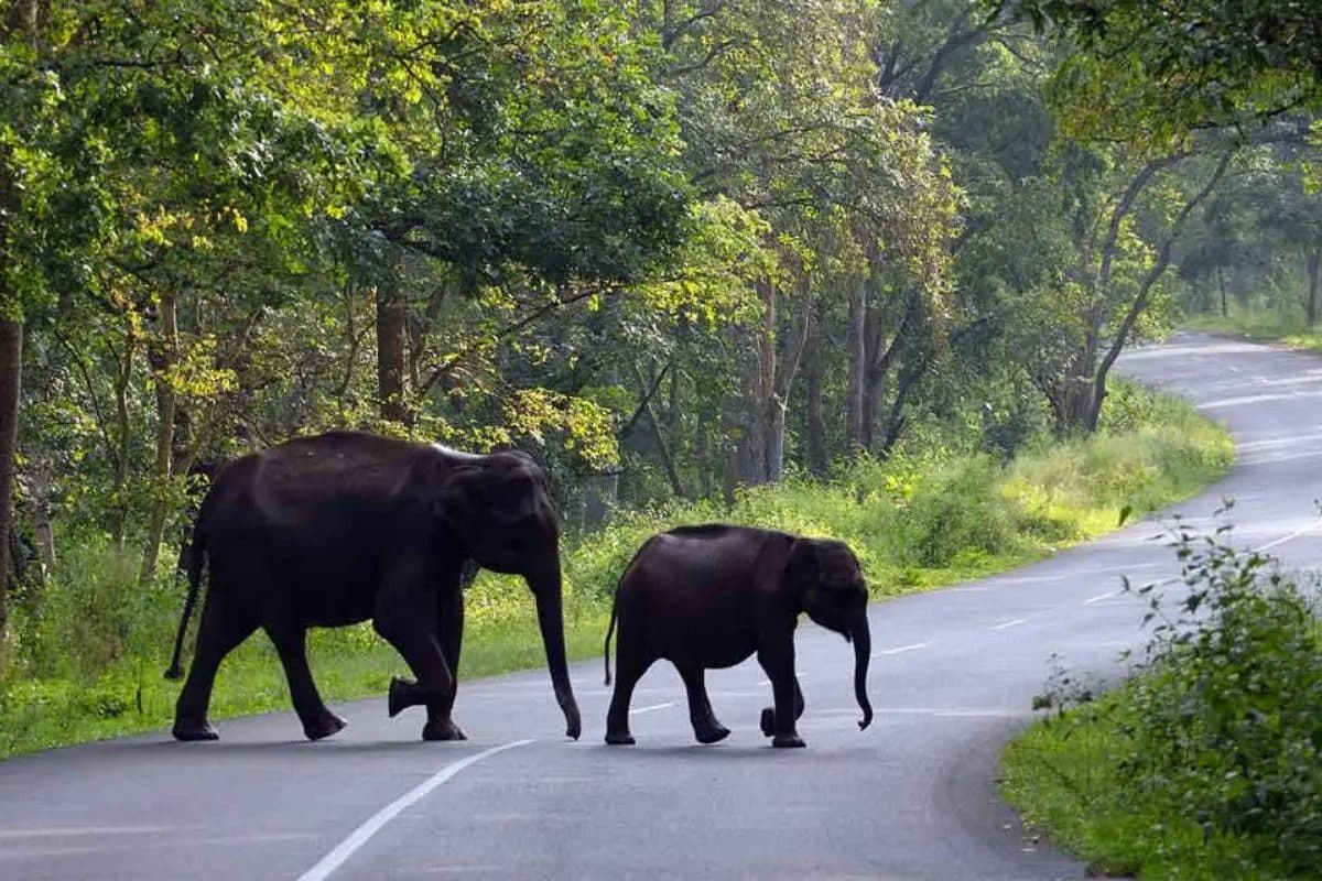 Wayanad Adventure & Wildlife Tour | Green Kerala Package